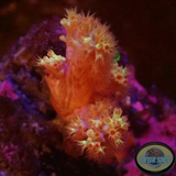 Dendronephthya spp. „Blossom“