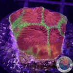 Favia spp. „Chemical Warfare“ WYSIWYG