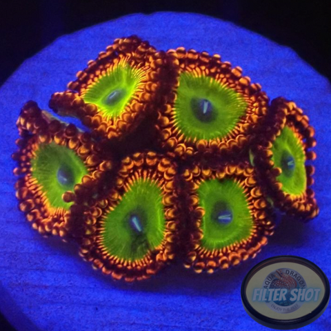 Krustenanemonen „Bowser“ WYSIWYG