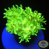 Catalaphyllia jardinei „Toxic Kate“ WYSIWYG „AD Special“
