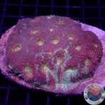 Acanthastrea echinata „Melting Moon“ WYSIWYG „AD Special“