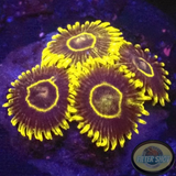 Krustenanemonen „Crazy Hornet“ 🐝 WYSIWYG „AD Special“