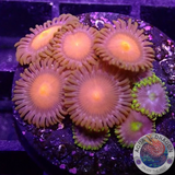 Krustenanemonen „Hawaii Corona“ WYSIWYG