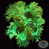 Catalaphyllia jardinei „Invisible Kate“ WYSIWYG