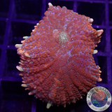 Rhodactis spp. „Forest Fire“