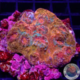 Echinophyllia spp. „Titan“ WYSIWYG „AD Special“