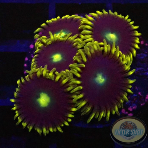 Krustenanemonen „Blue Steel“ WYSIWYG