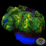 Rhodactis spp. „Gold Flake“ WYSIWYG „AD Special“