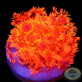 Goniopora spp. „Johny Blaze“