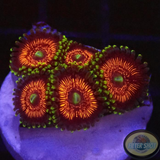 Krustenanemonen „God of War“