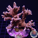 Montipora spp. „Bubblegum“ WYSIWYG „AD Special“