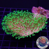 Sarcophyton spp. „Toxic Whip“