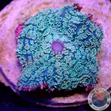 Rhodactis spp. „Frankenstein“ WYSIWYG
