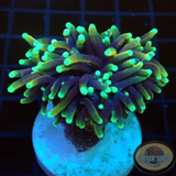 Euphyllia glabrescens „Black Gold“ WYSIWYG