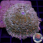 Rhodactis spp. „Franky‘s Girl“ WYSIWYG