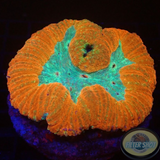 Lobophyllia spp. „Superman“ WYSIWYG