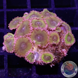 Krustenanemonen „Chiquita“ WYSIWYG „AD Special“