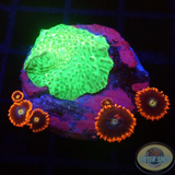 Discosoma spp. & Zoa on Board WYSIWYG