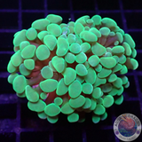Euphyllia baliensis „Froggy“