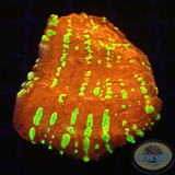 Echinophyllia spp. „Acid Rain“ AD Special