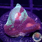 Favia spp. „Resident Evil“ WYSIWYG „AD Special“
