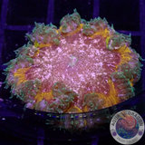 Phymanthus crucifer WYSIWYG