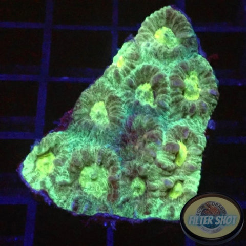 Favia spp. „Groggy“ WYSIWYG