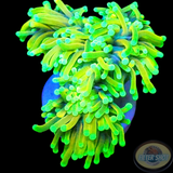 Euphyllia glabrescens „Banana Joe“