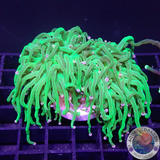 Euphyllia glabrescens „She Hulk“ WYSIWYG