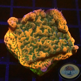 Montipora spp. „Sunset“ AD Special