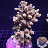 Acropora millepora „Peaches & Green“ WYSIWYG „AD Special“