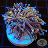 Euphyllia glabrescens „Gold Torch“ AD Special