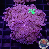 Euphyllia baliensis „Grafted Voodoo“ WYSIWYG „AD Special“