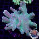 Lobophytum spp. „Toxic Leather“