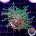 Euphyllia paradivisa „Diva“ WYSIWYG