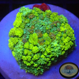 Rhodactis spp. „Bouncy Lime“ 🍋‍🟩 WYSIWYG