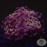Euphyllia baliensis „Deep Purple“