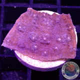Echinophyllia spp. „Starry“