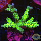 Anacropora spp. “Green Goblin”