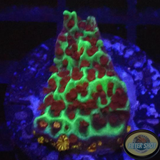Montipora spp. „Jedi Mind Trick“ AD Special