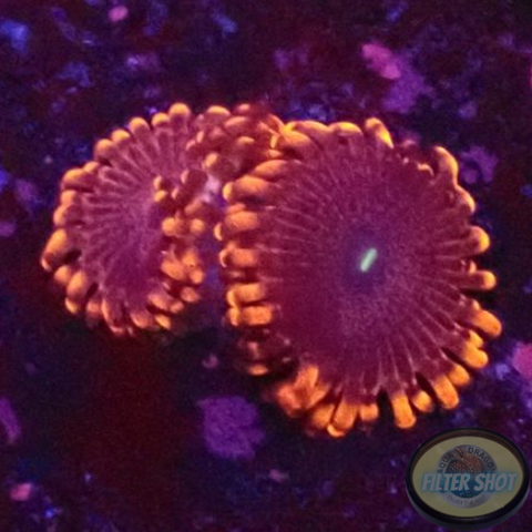 Krustenanemonen „X Men“