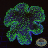 Sarcophyton spp. „Toxic Needle“ WYSIWYG