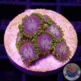 Krustenanemonen „Corona“ AD Special