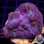Mycedium spp. „Rainbow Galaxy“ 🌈 WYSIWYG