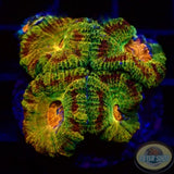 Micromussa spp. „Odyssee“