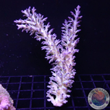 Acropora echinata „Ice Fire“ WYSIWYG