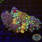 Krustenanemonen „Mixi Daisy“ WYSIWYG „AD Special“