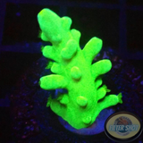 Acropora austera „Kryptonite“ AD Special