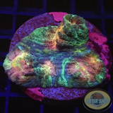 Mycedium spp. „Rainbow Galaxy“ 🌈 WYSIWYG