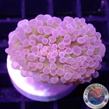 Euphyllia baliensis „Ghost Face“ AD Special